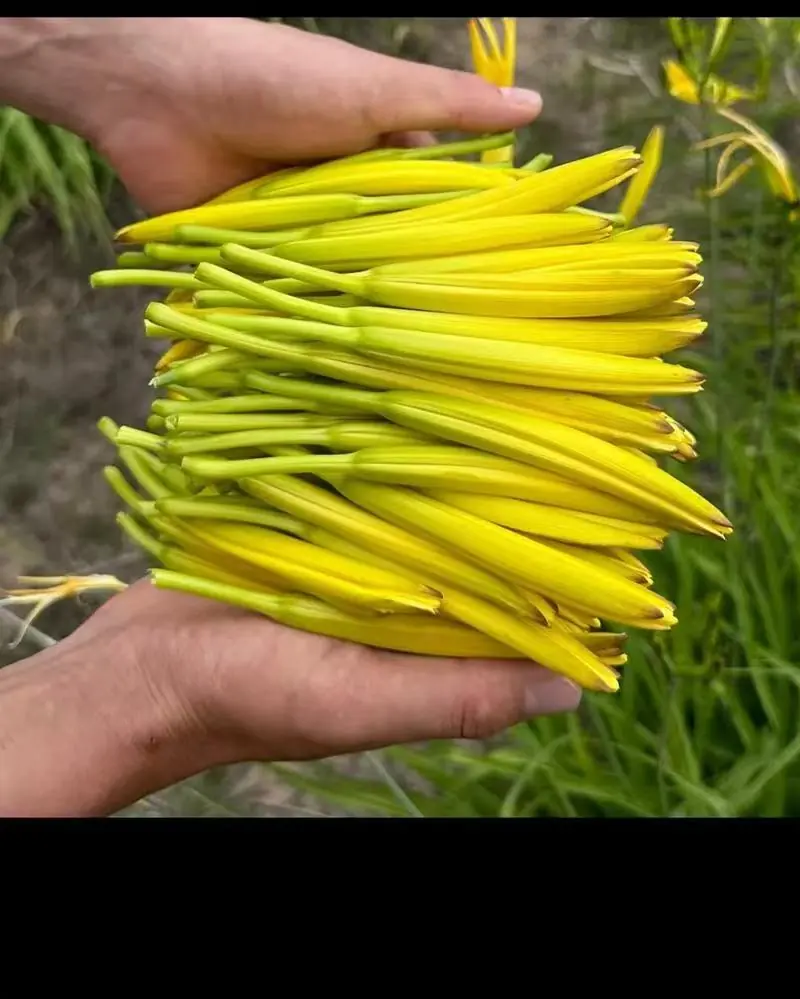 宜章黄花菜