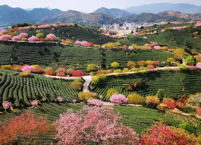 永福樱花茶园