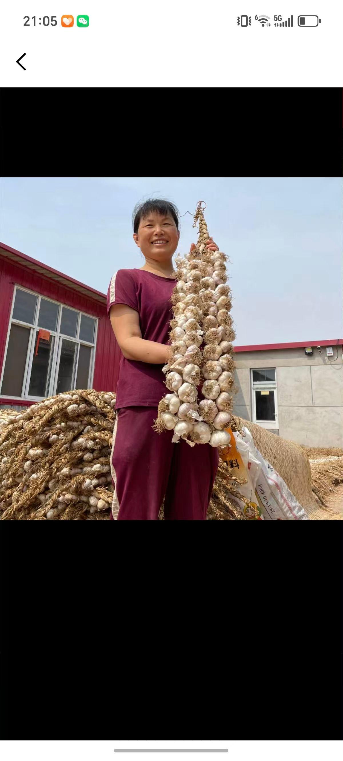 四六瓣红皮大蒜